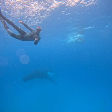 diver whale