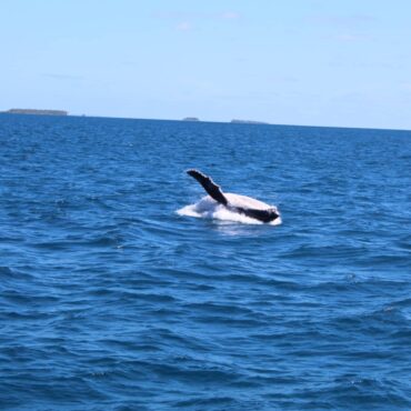 whale roll