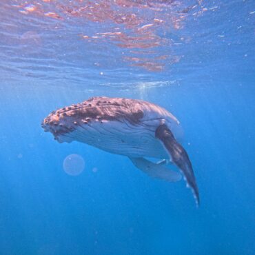whale under