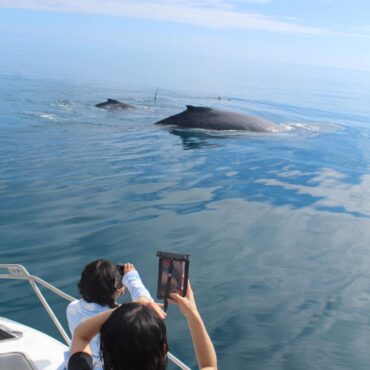 whale surface kids watch