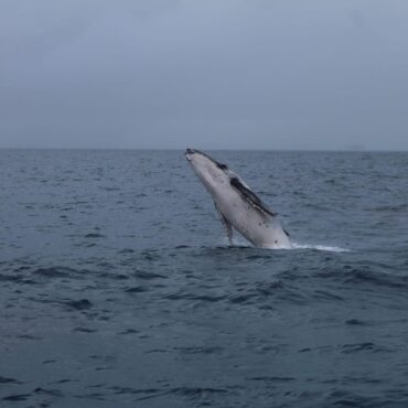 whale jump