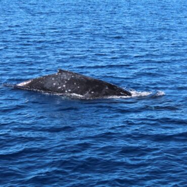 whale surface